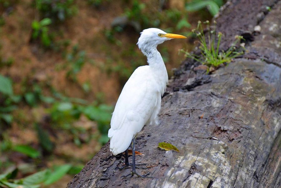 Großansicht Waldschutzprojekt Santa Maria in Brasilien – https://fpm.climatepartner.com/tracking/12483-1705-1001/de